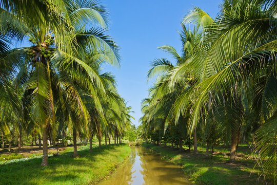 Grab Your Spot in Our Coconut Land Sale 6M Per Acre