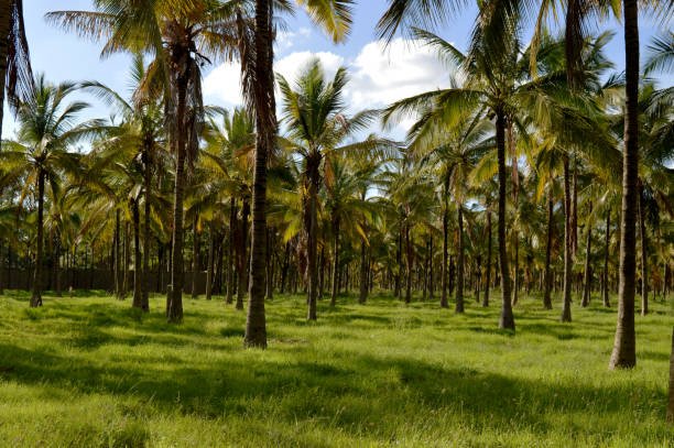 Effectual Coconut Land for Sale .