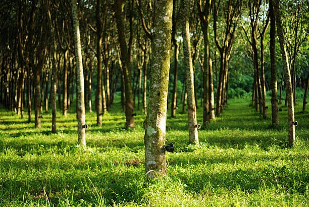 Rubber land for sale in  Galle