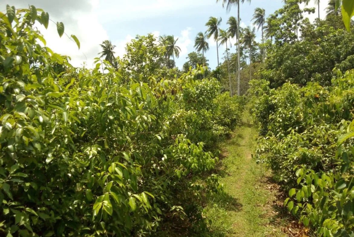 Five acres with cinnamon in Matara