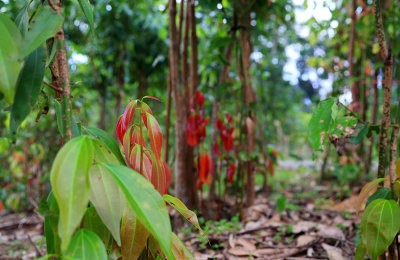 Estate for Sale in Ratnapura